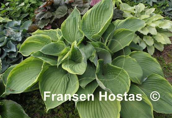 Hosta Beauty Substance